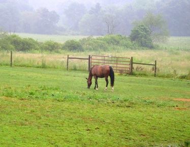 Horse in Pasture