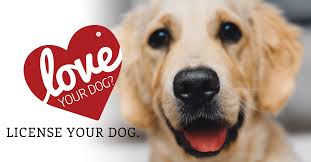 THIS IS A PICTURE OF A LIGHT BROWN LABRADOR RETRIEVER.