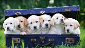 There are 6 white labrador retrievers in a purple suitcase sitting on grass.